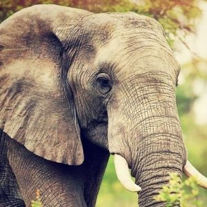 Meet your Posher, Al